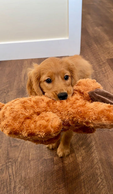 Calming Plush Toy for Comforting New Puppies