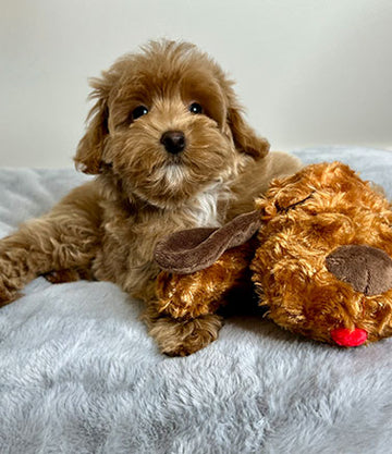 Calming Plush Toy for Comforting New Puppies