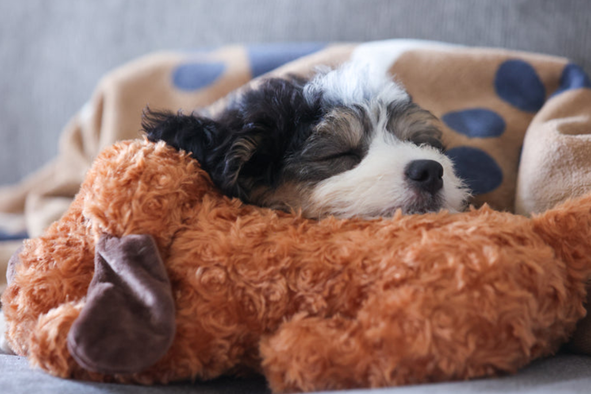 Dog Toy with Beating Heart