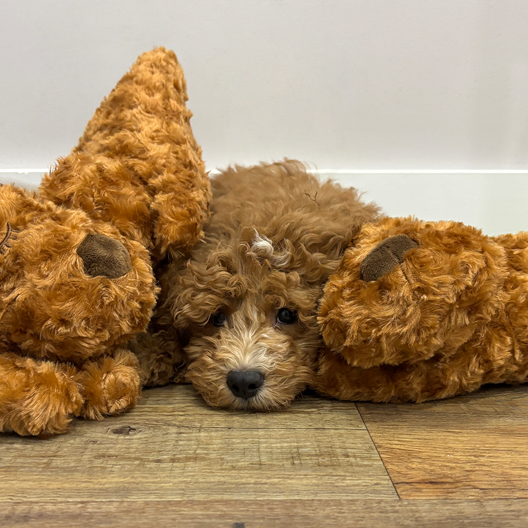 Original Calming Buddy