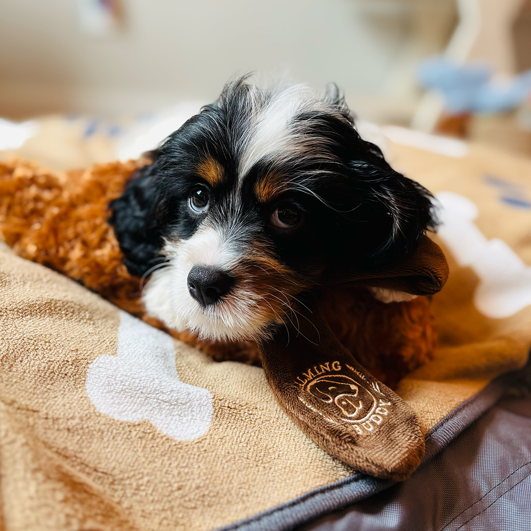 Original Calming Buddy