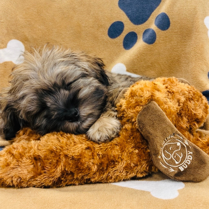 Little Calming Buddy