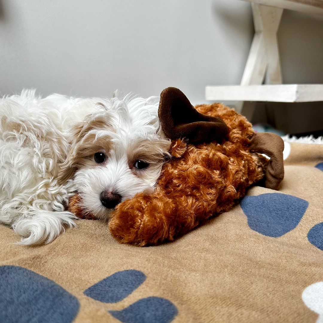 Little Calming Buddy