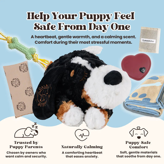 Calming Teddy | New Puppy Kit