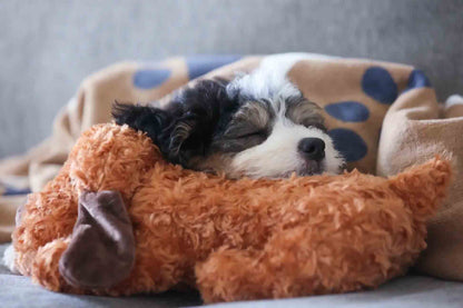 Dog Toy with Beating Heart