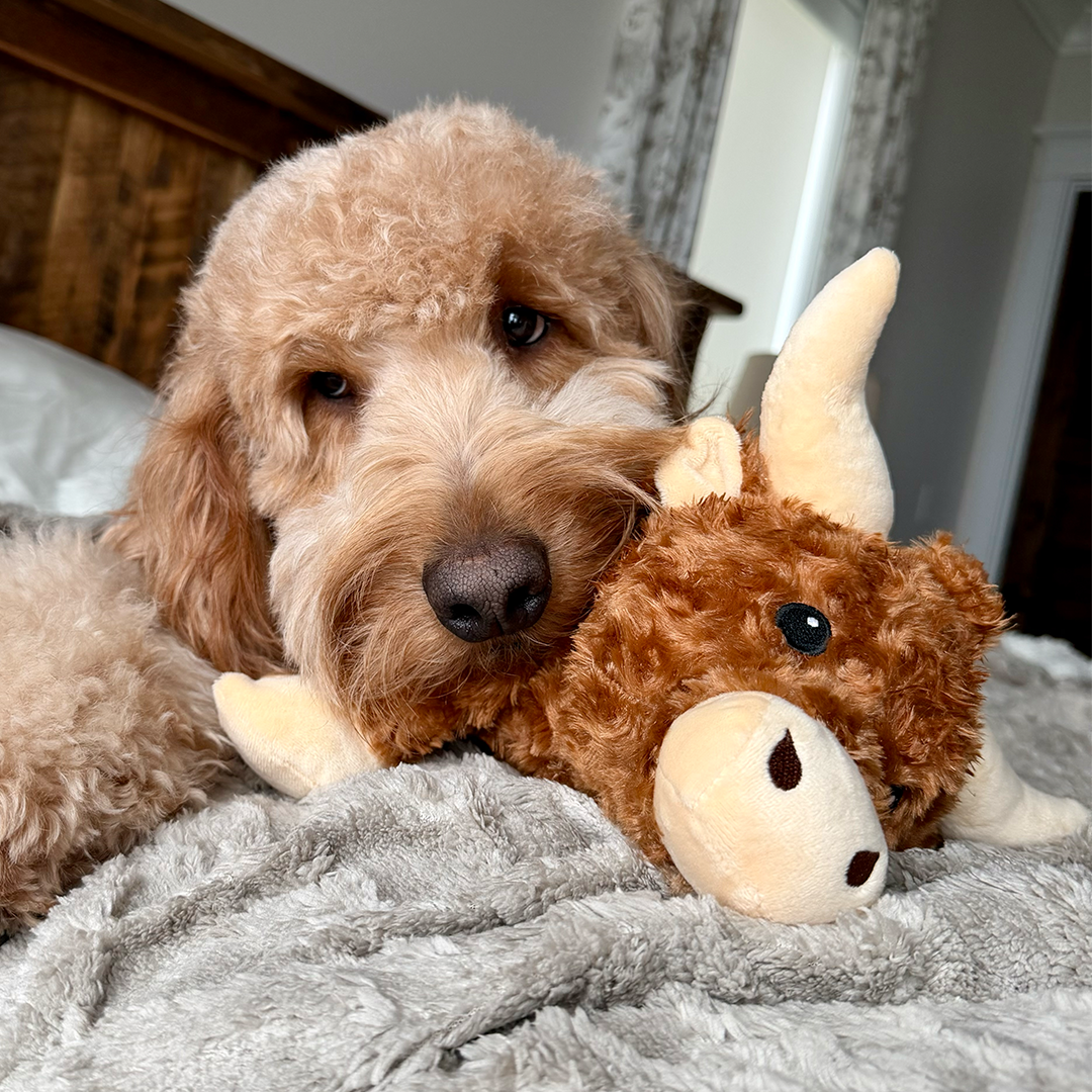 Calming Cow
